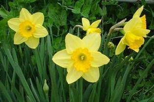 水仙花爆料视频大全最新,揭秘娱乐圈幕后真相  第1张